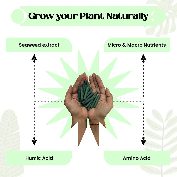 Plantify Plant Food Sticks - Organic Indoor Plant Nutrition