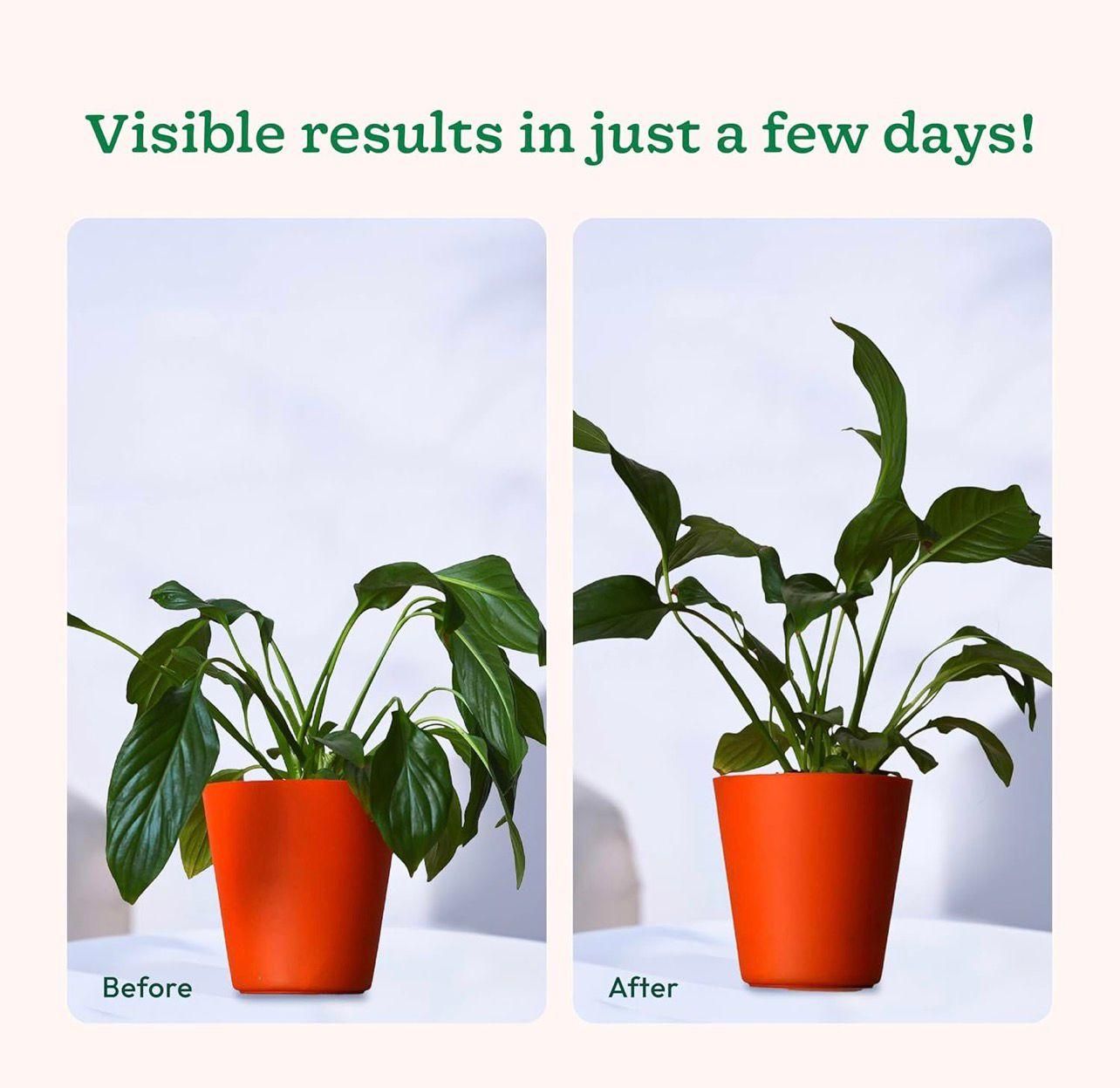 Plantify Plant Food Sticks - Organic Indoor Plant Nutrition