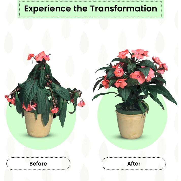 Plantify Plant Food Sticks - Organic Indoor Plant Nutrition